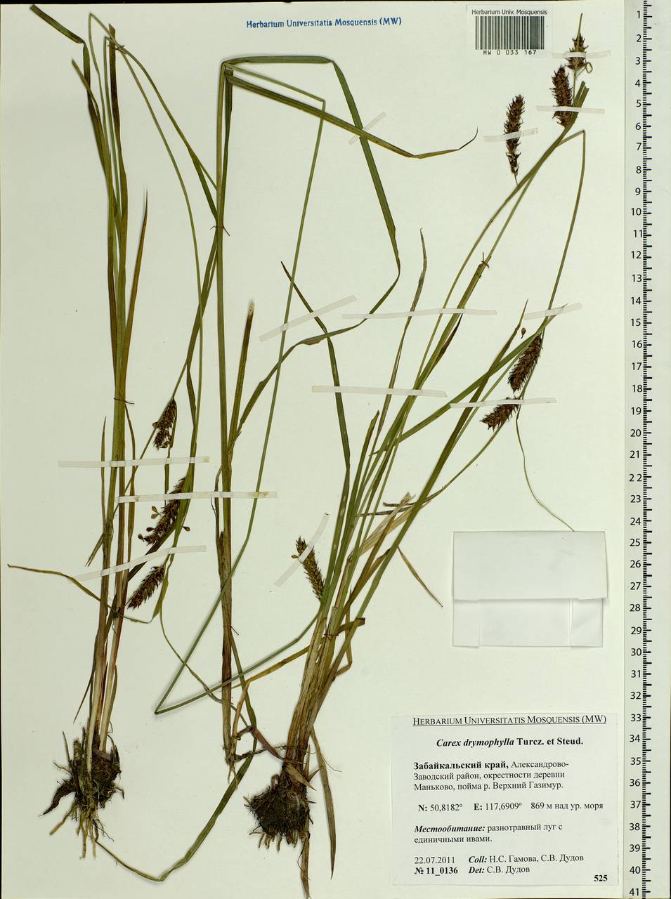 Carex drymophila Turcz., Siberia, Baikal & Transbaikal region (S4) (Russia)