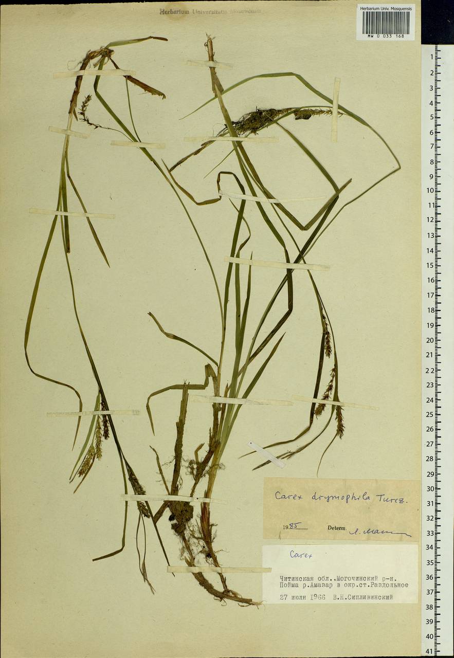 Carex drymophila Turcz., Siberia, Baikal & Transbaikal region (S4) (Russia)