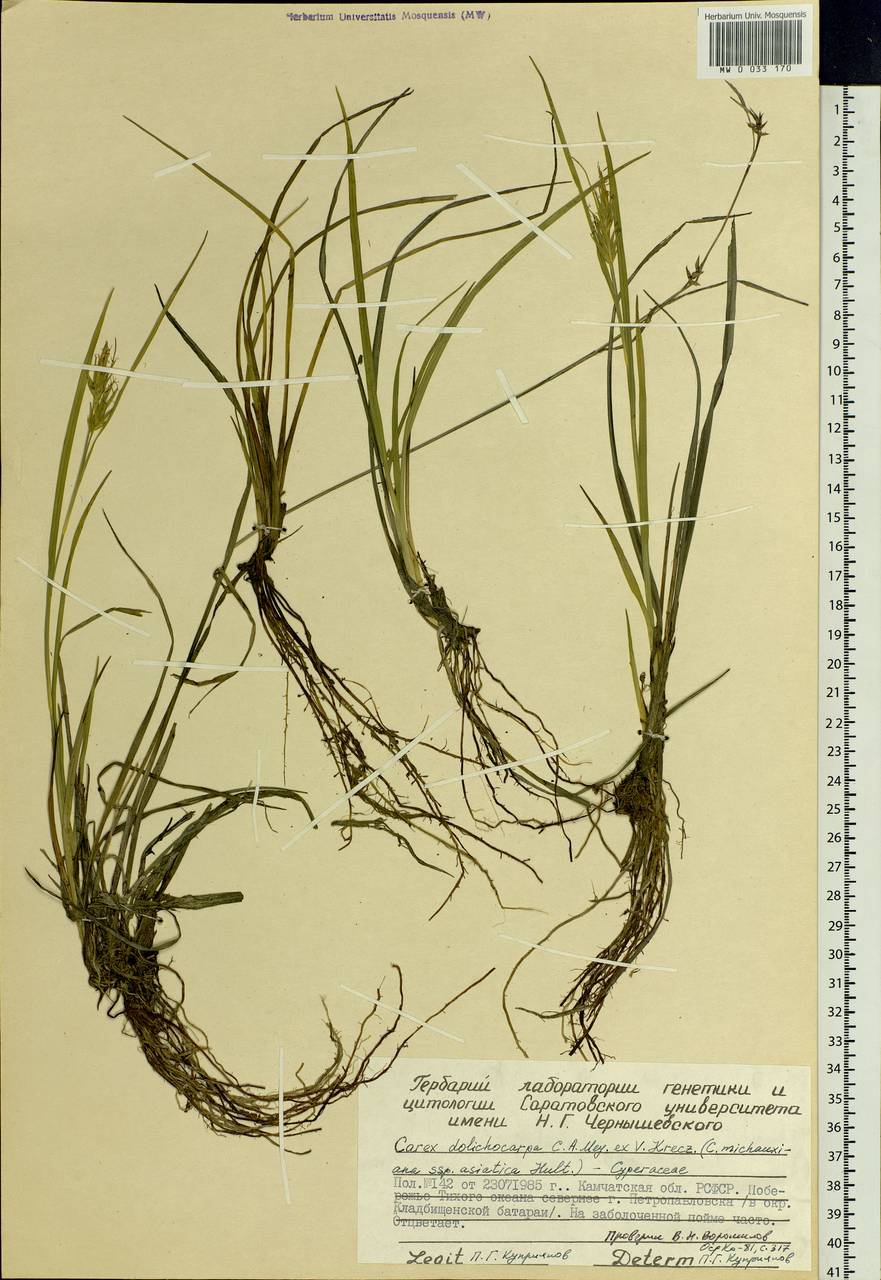 Carex michauxiana subsp. asiatica Hultén, Siberia, Chukotka & Kamchatka (S7) (Russia)