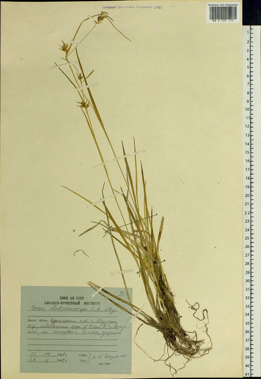 Carex michauxiana subsp. asiatica Hultén, Siberia, Russian Far East (S6) (Russia)