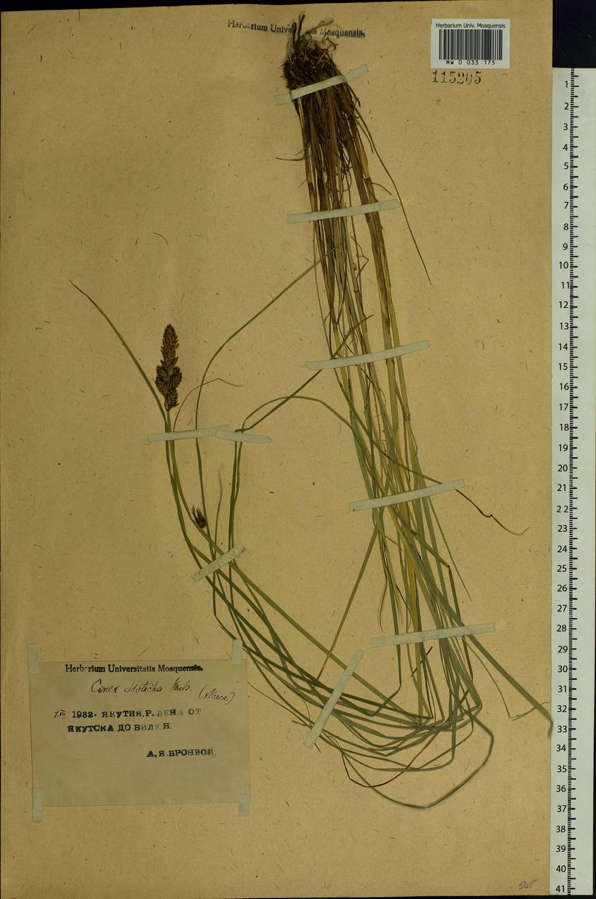 Carex disticha Huds., Siberia, Yakutia (S5) (Russia)