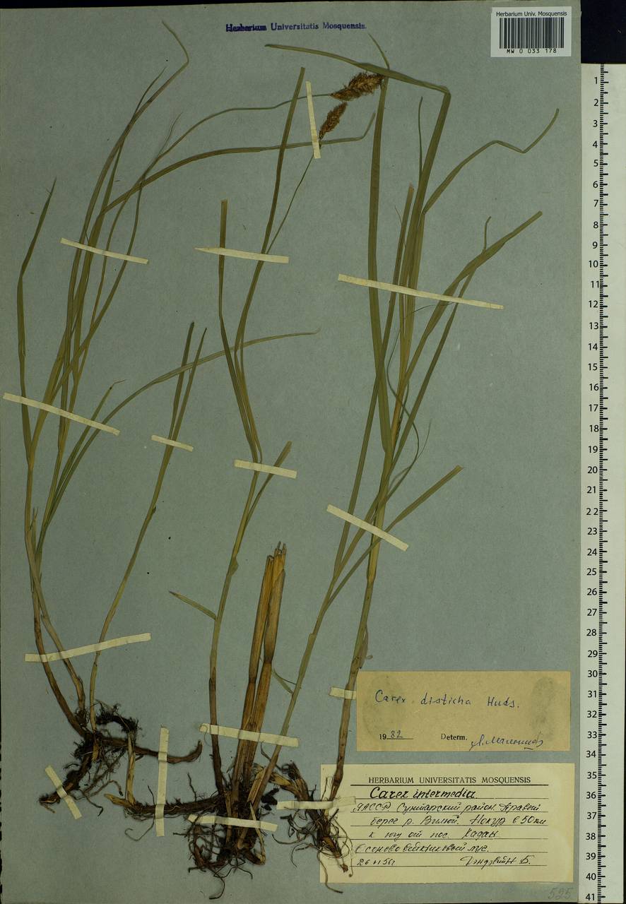 Carex disticha Huds., Siberia, Yakutia (S5) (Russia)