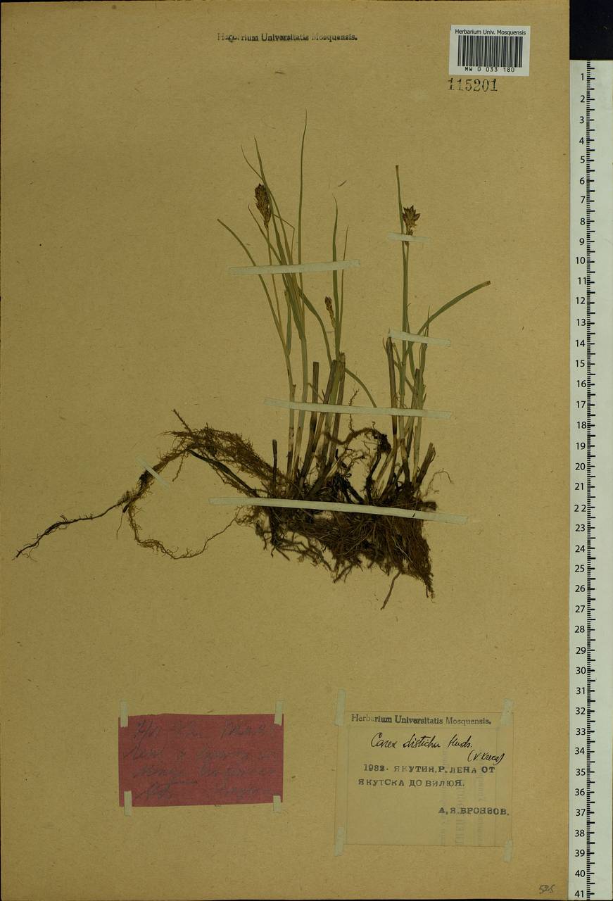 Carex disticha Huds., Siberia, Yakutia (S5) (Russia)