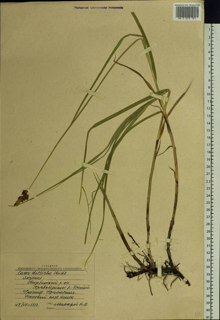 Carex disticha Huds., Siberia, Yakutia (S5) (Russia)