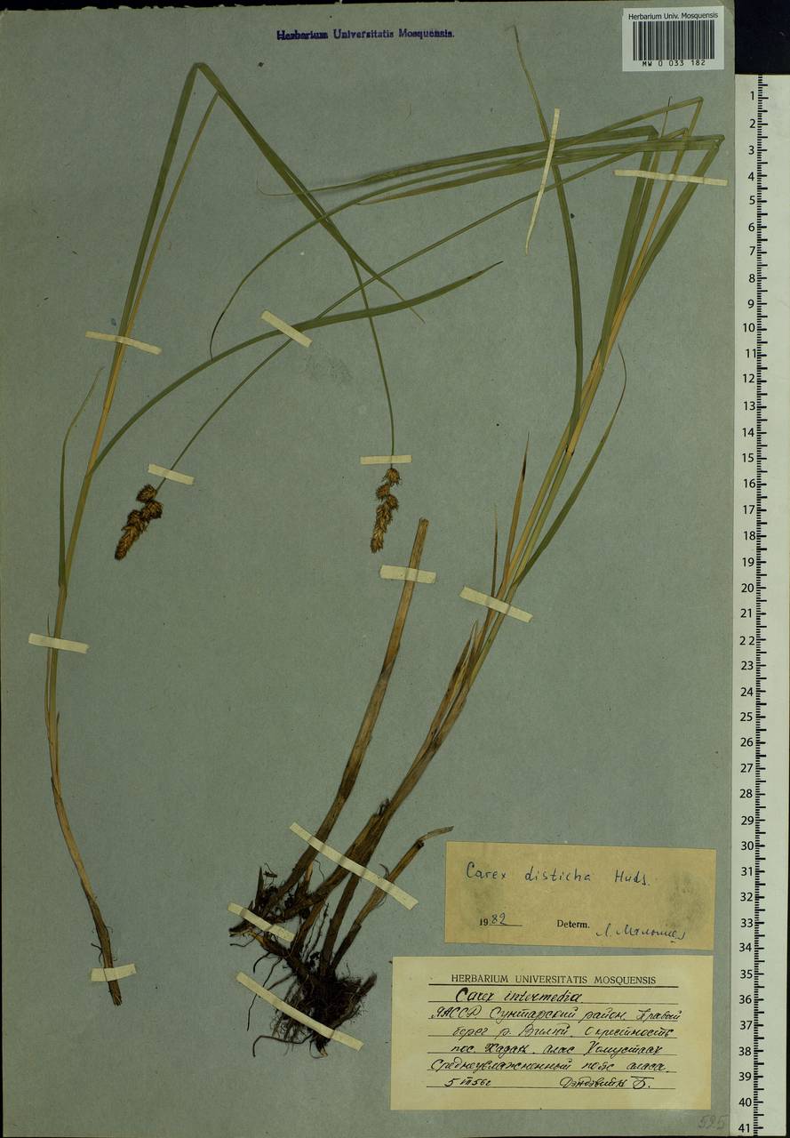 Carex disticha Huds., Siberia, Yakutia (S5) (Russia)