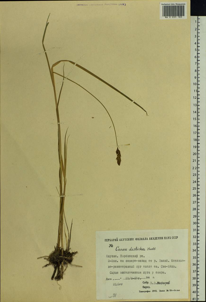 Carex disticha Huds., Siberia, Yakutia (S5) (Russia)