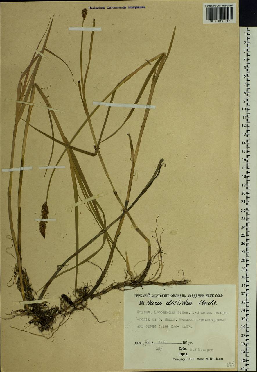 Carex disticha Huds., Siberia, Yakutia (S5) (Russia)