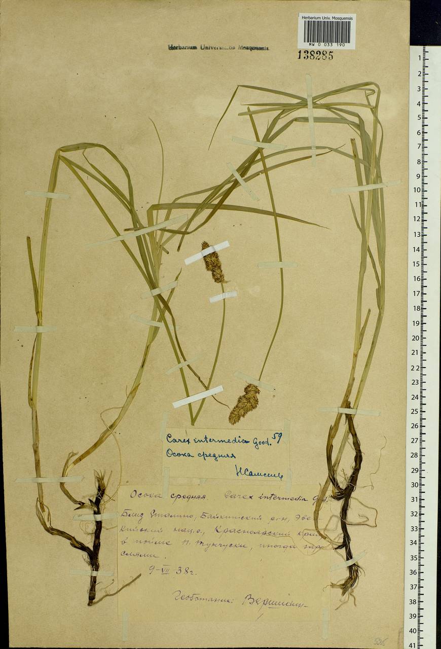 Carex disticha Huds., Siberia, Central Siberia (S3) (Russia)
