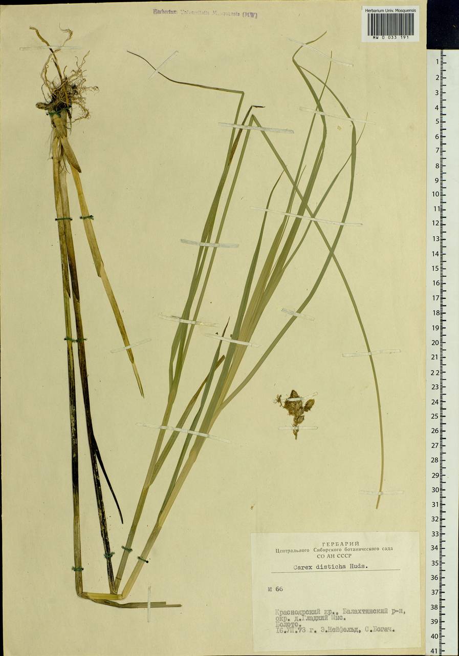 Carex disticha Huds., Siberia, Altai & Sayany Mountains (S2) (Russia)