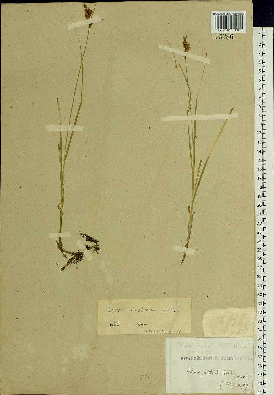 Carex disticha Huds., Siberia, Central Siberia (S3) (Russia)