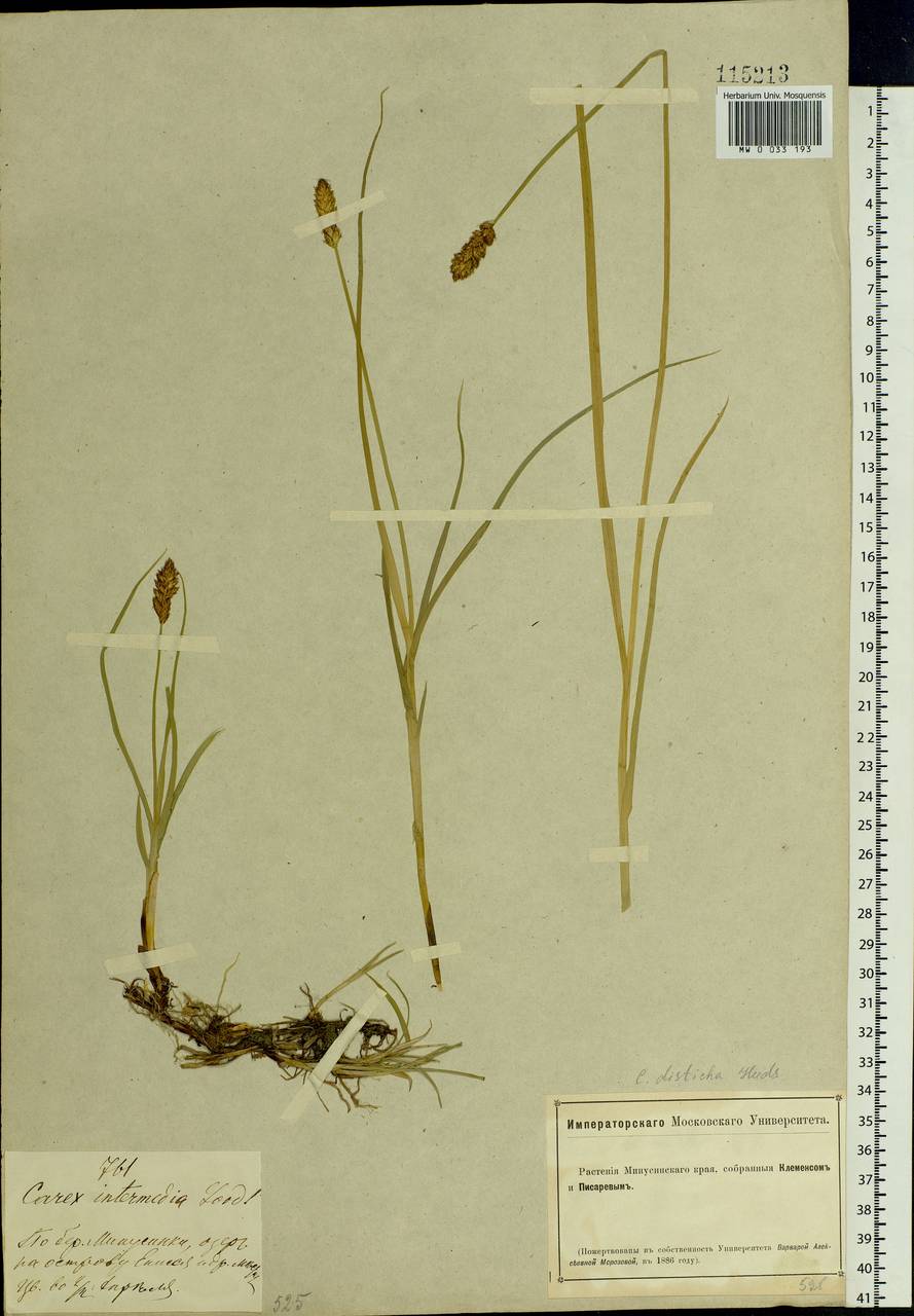 Carex disticha Huds., Siberia, Altai & Sayany Mountains (S2) (Russia)