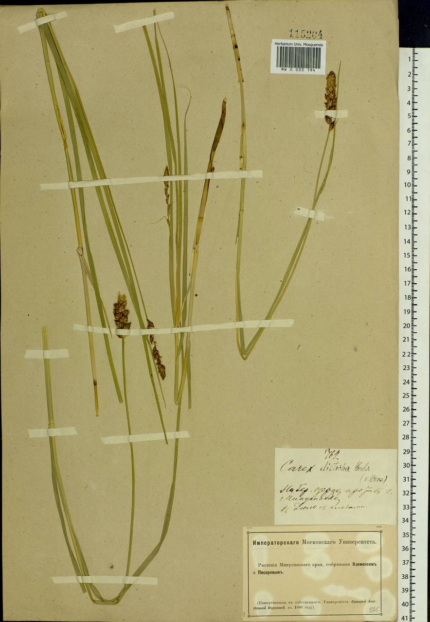 Carex disticha Huds., Siberia, Altai & Sayany Mountains (S2) (Russia)