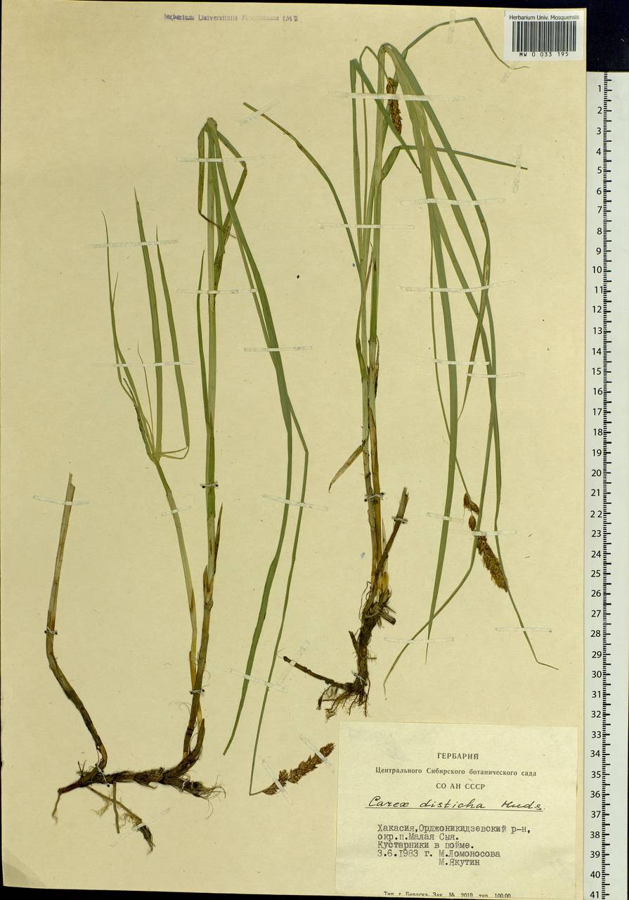 Carex disticha Huds., Siberia, Altai & Sayany Mountains (S2) (Russia)