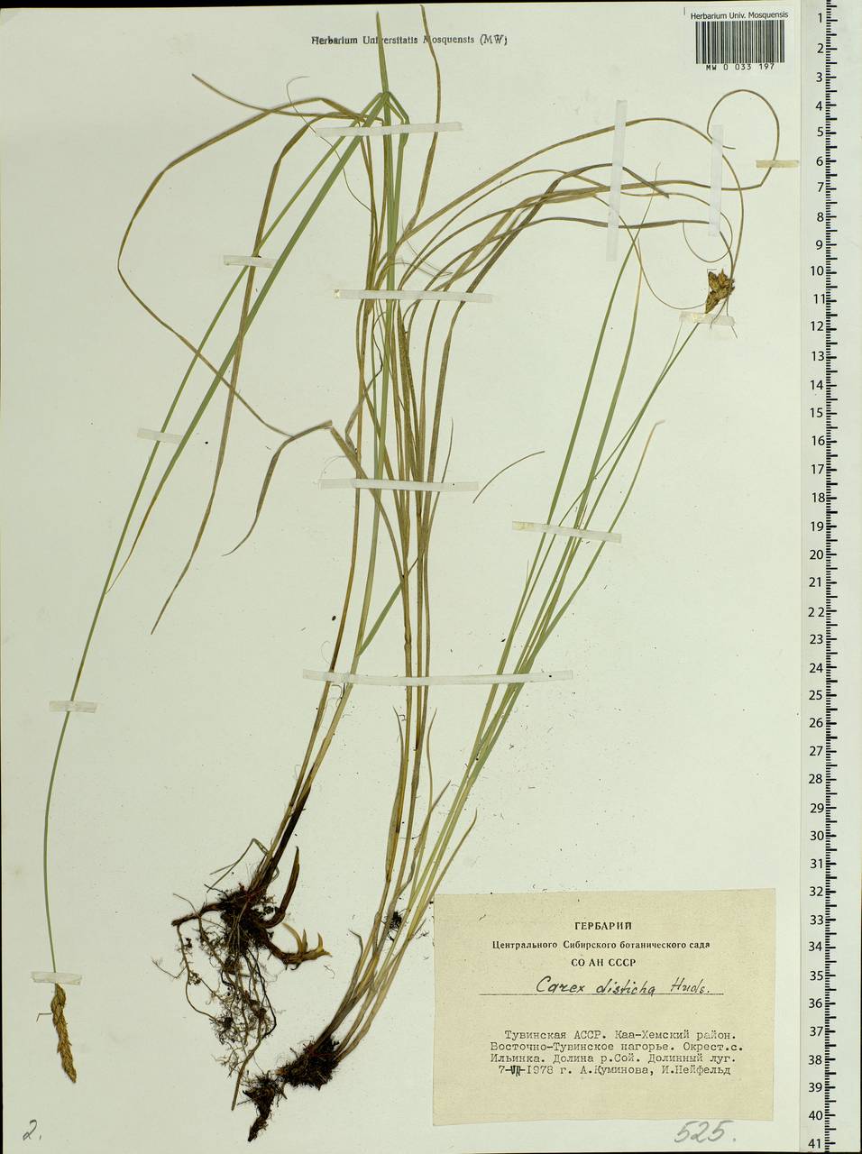 Carex disticha Huds., Siberia, Altai & Sayany Mountains (S2) (Russia)