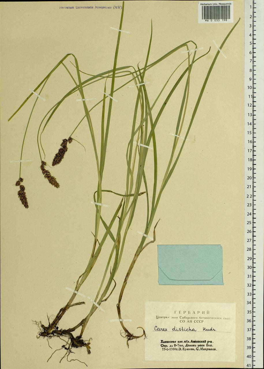 Carex disticha Huds., Siberia, Altai & Sayany Mountains (S2) (Russia)