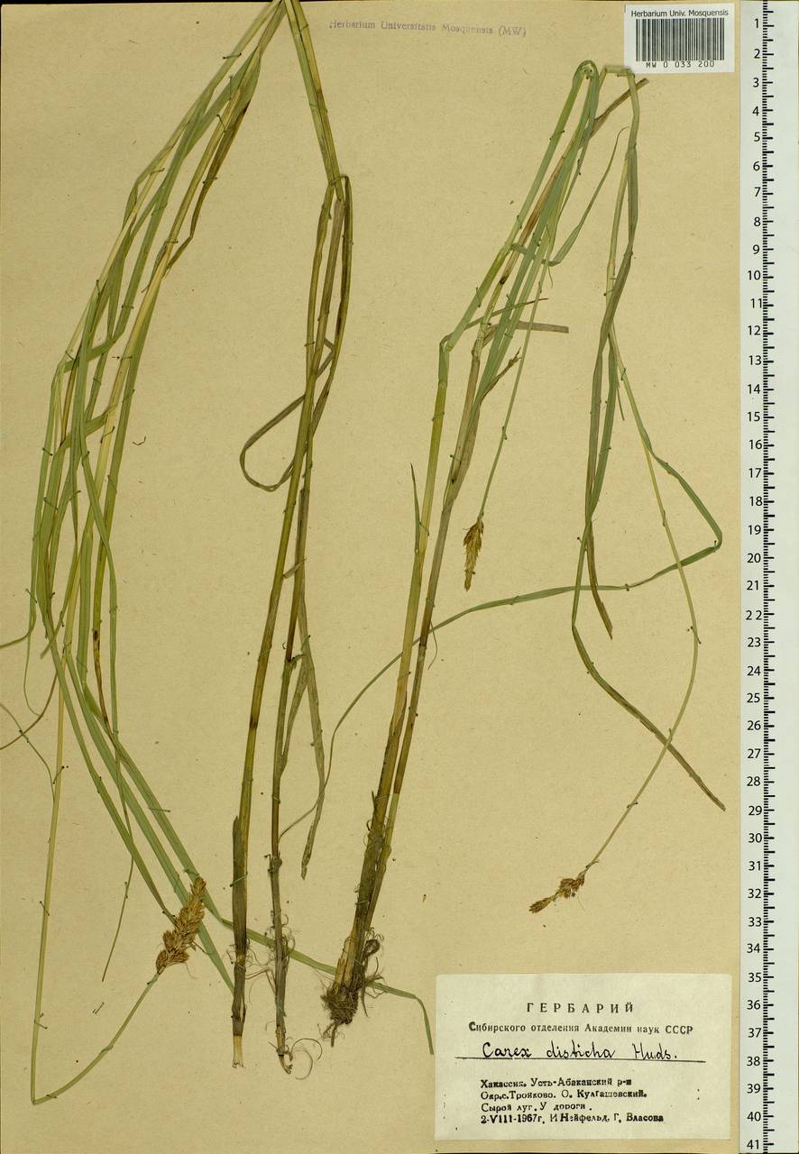 Carex disticha Huds., Siberia, Altai & Sayany Mountains (S2) (Russia)