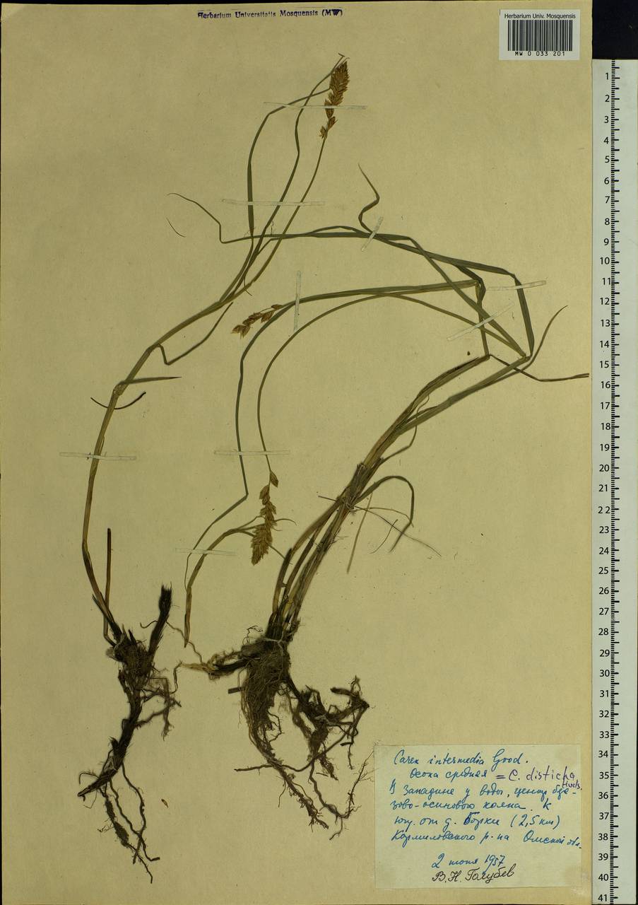 Carex disticha Huds., Siberia, Western Siberia (S1) (Russia)