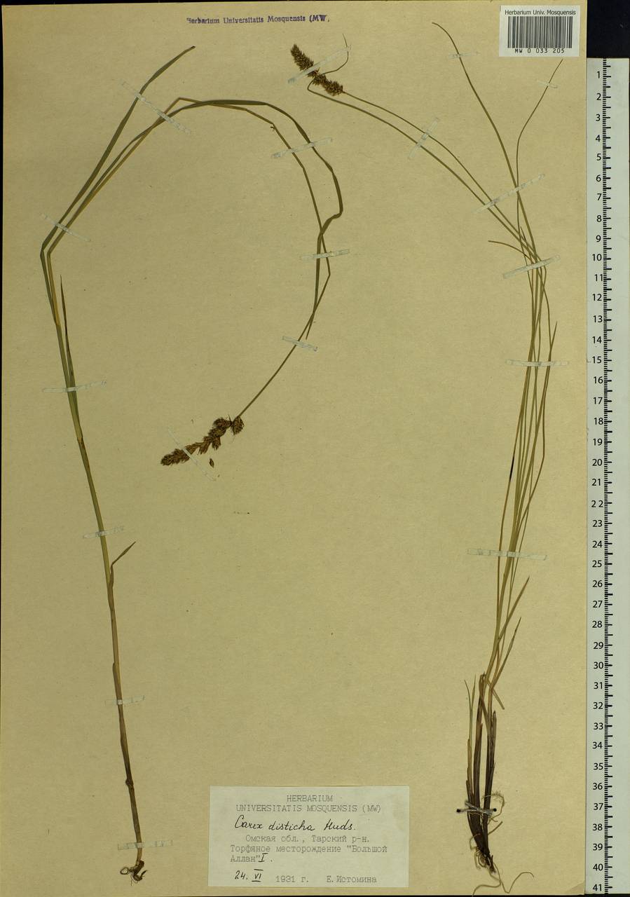 Carex disticha Huds., Siberia, Western Siberia (S1) (Russia)