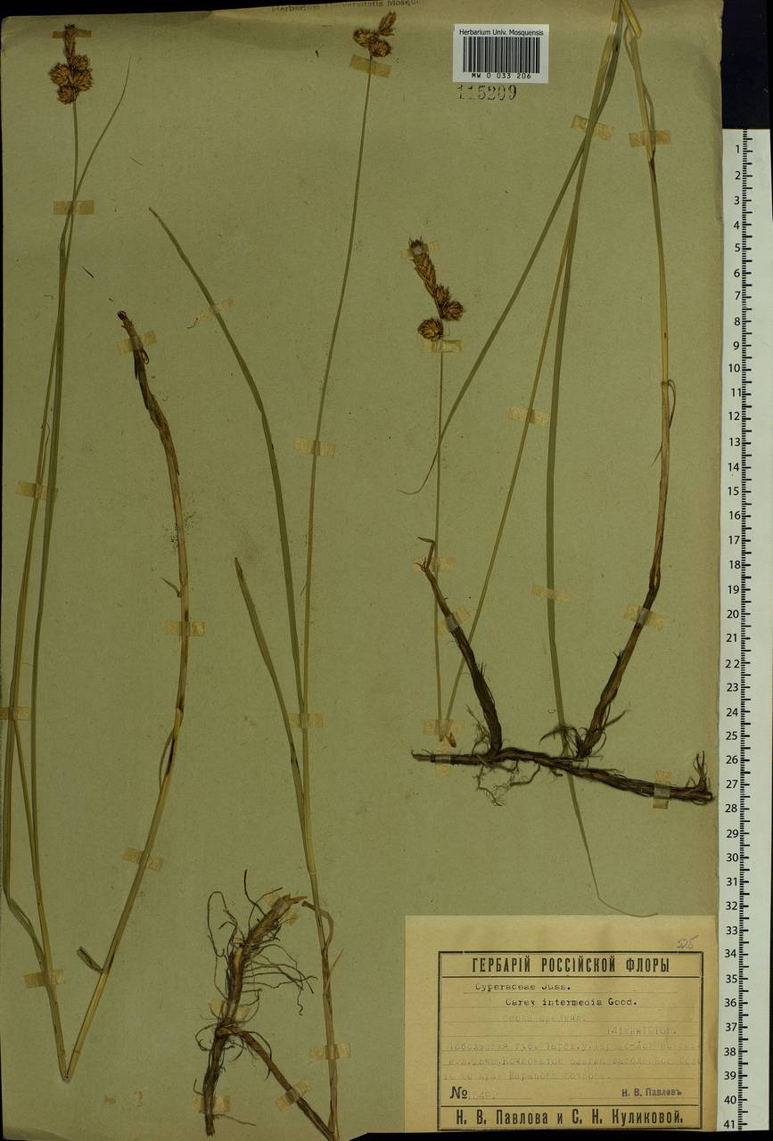 Carex disticha Huds., Siberia, Western Siberia (S1) (Russia)