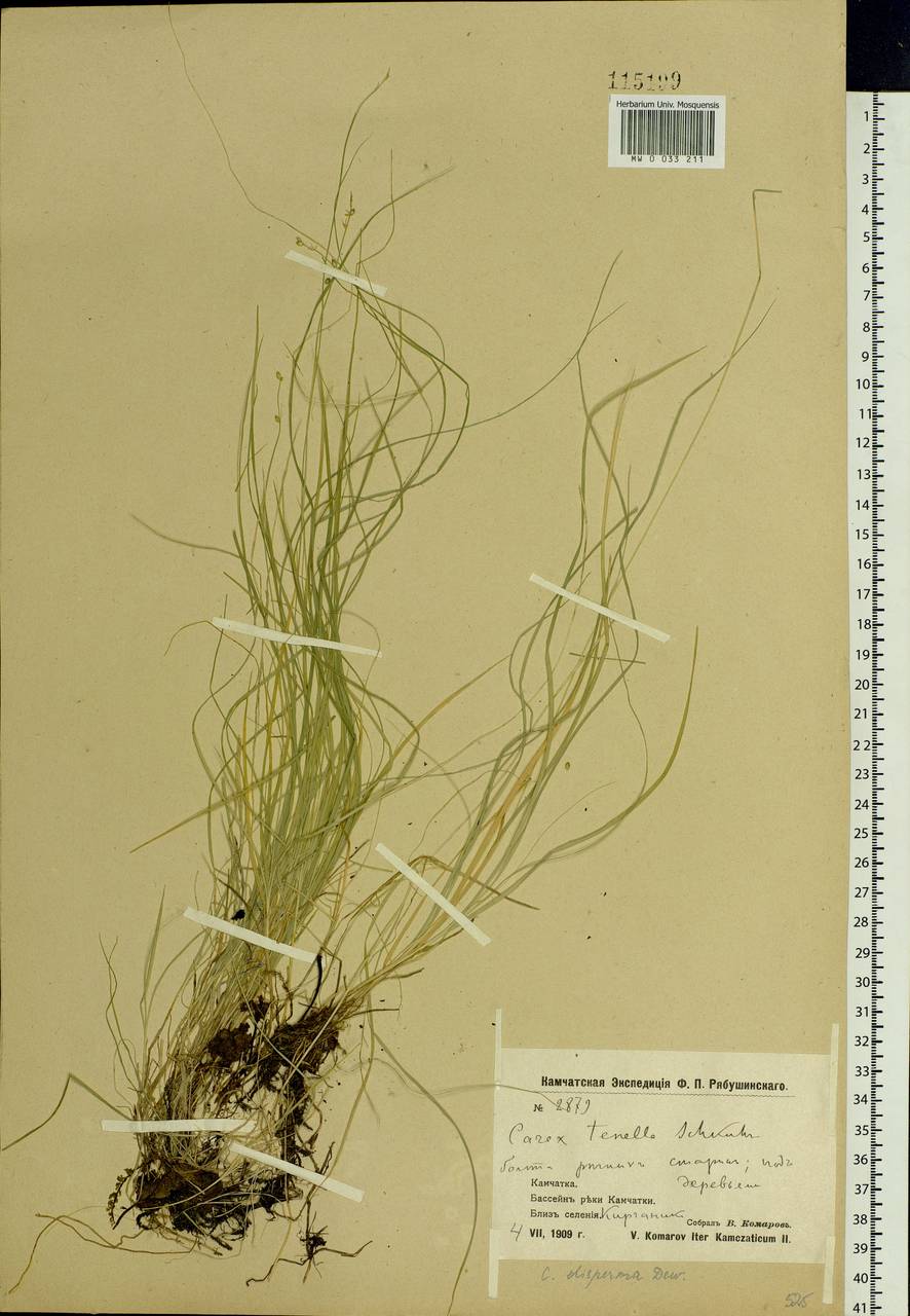Carex disperma Dewey, Siberia, Chukotka & Kamchatka (S7) (Russia)