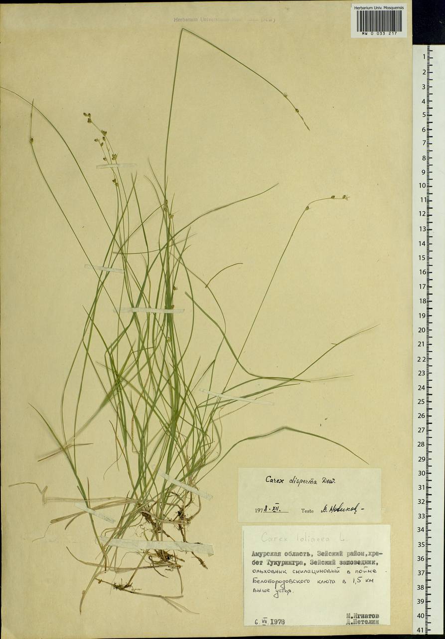 Carex disperma Dewey, Siberia, Russian Far East (S6) (Russia)