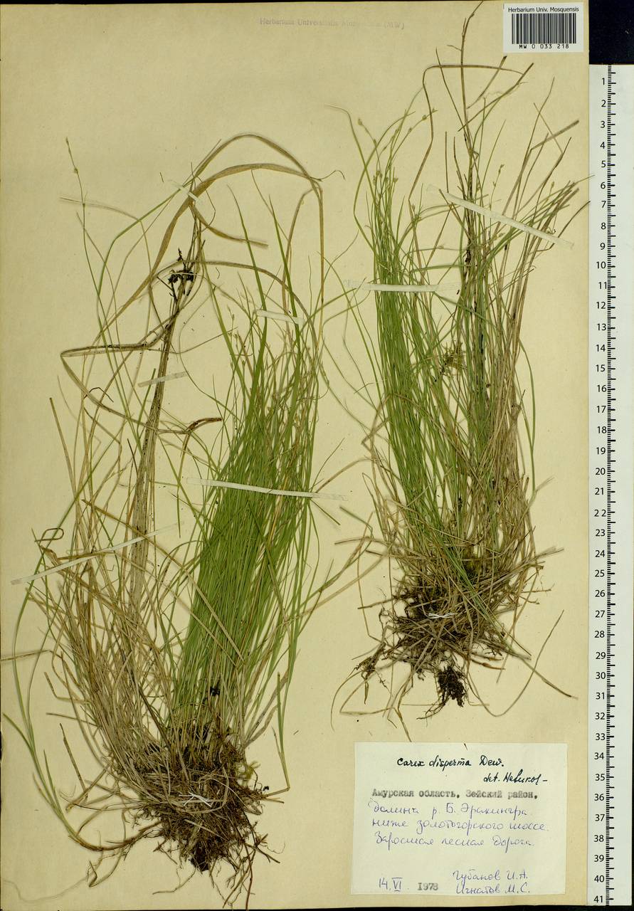 Carex disperma Dewey, Siberia, Russian Far East (S6) (Russia)