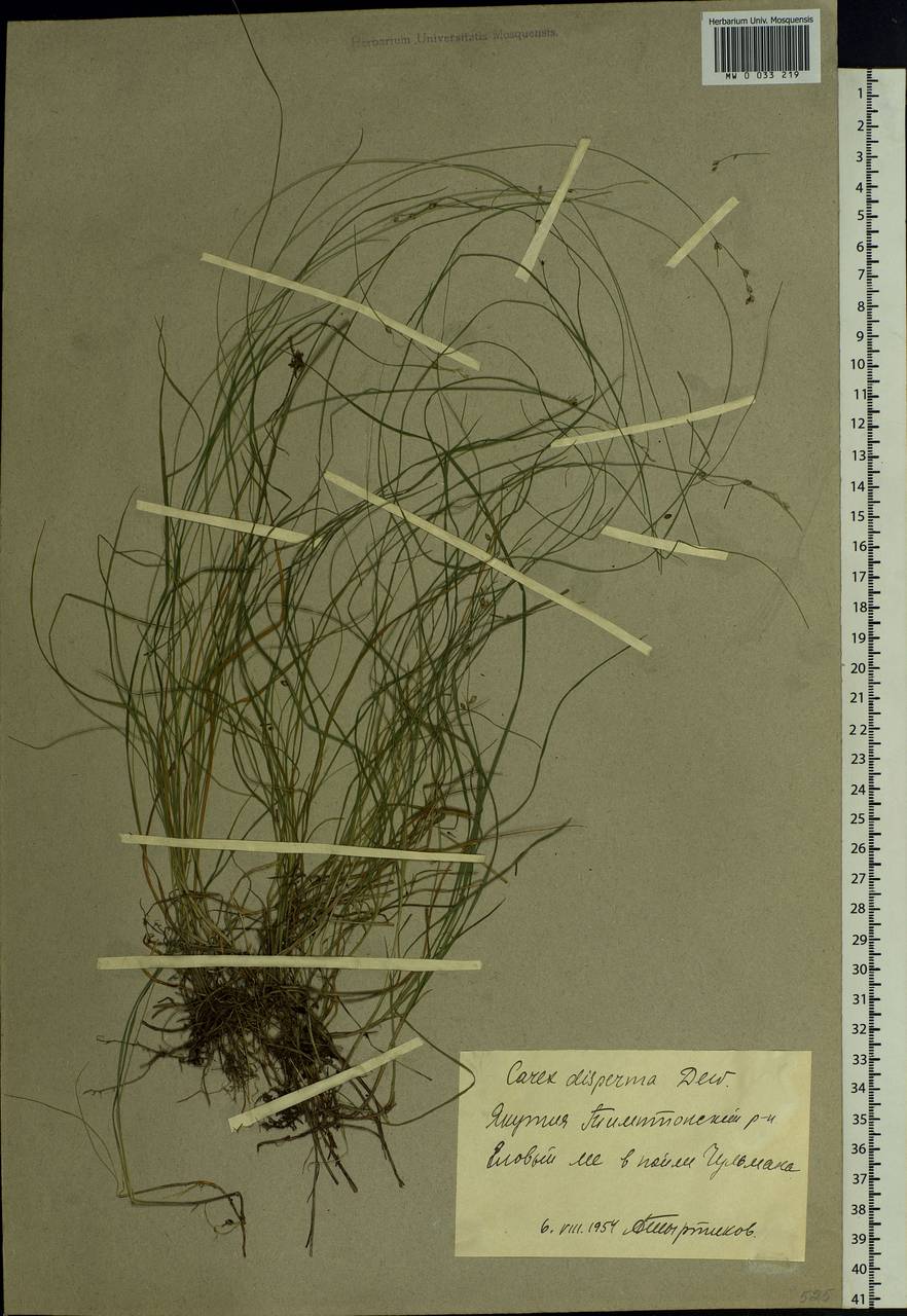 Carex disperma Dewey, Siberia, Yakutia (S5) (Russia)