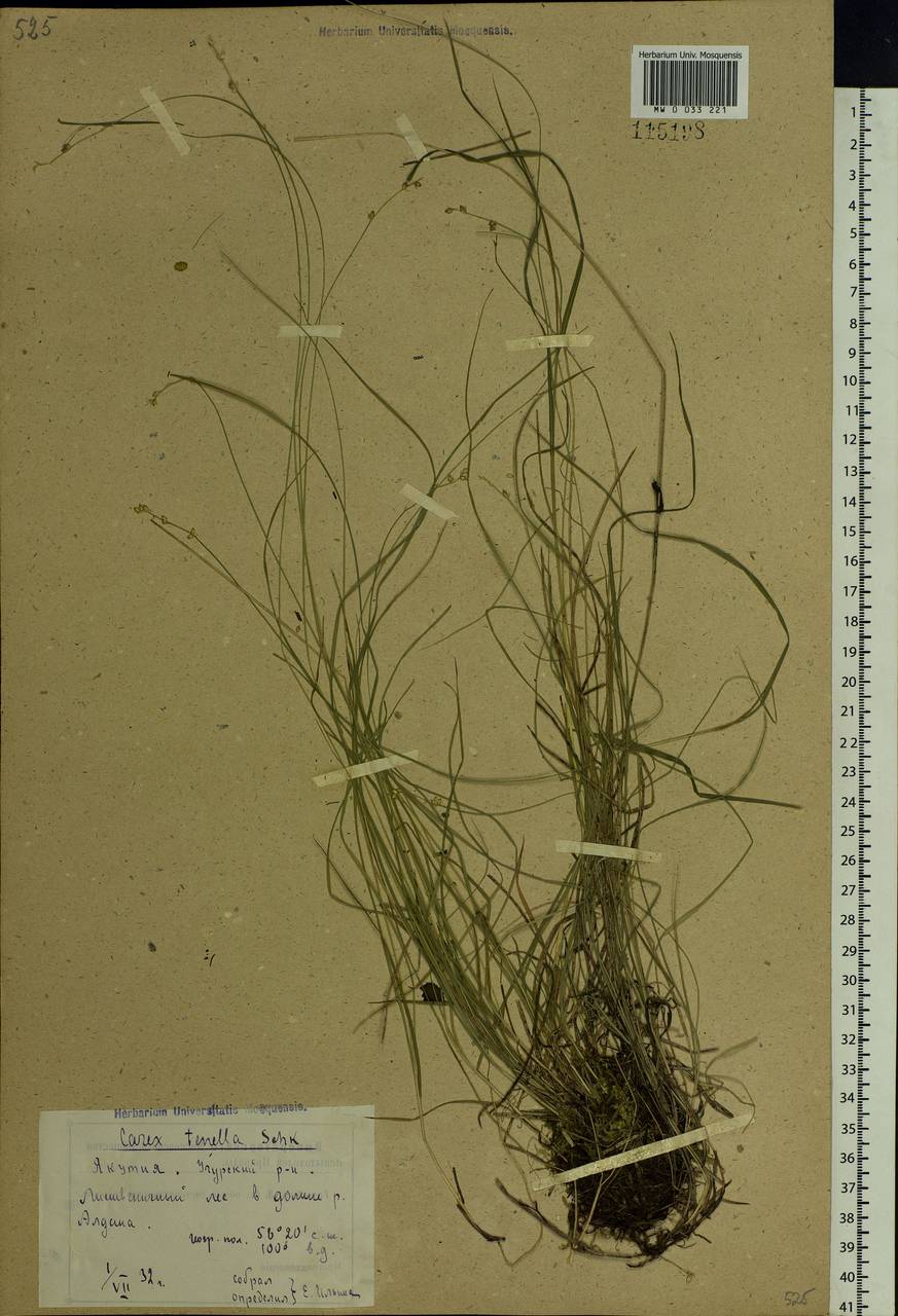 Carex disperma Dewey, Siberia, Yakutia (S5) (Russia)