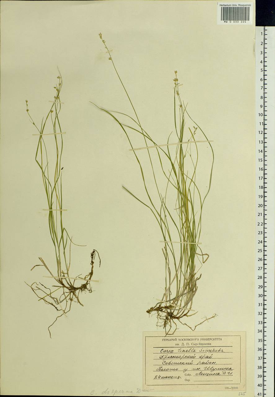 Carex disperma Dewey, Siberia, Central Siberia (S3) (Russia)