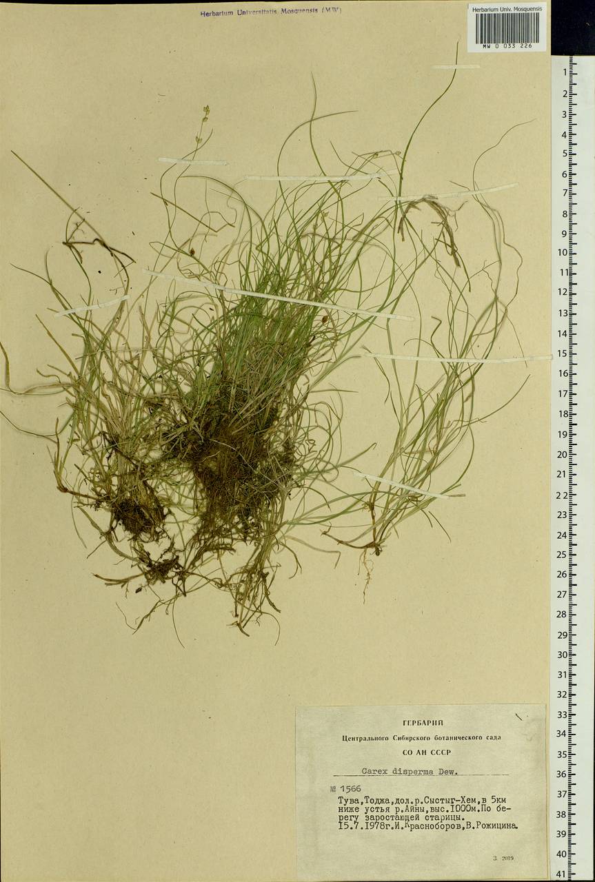 Carex disperma Dewey, Siberia, Altai & Sayany Mountains (S2) (Russia)