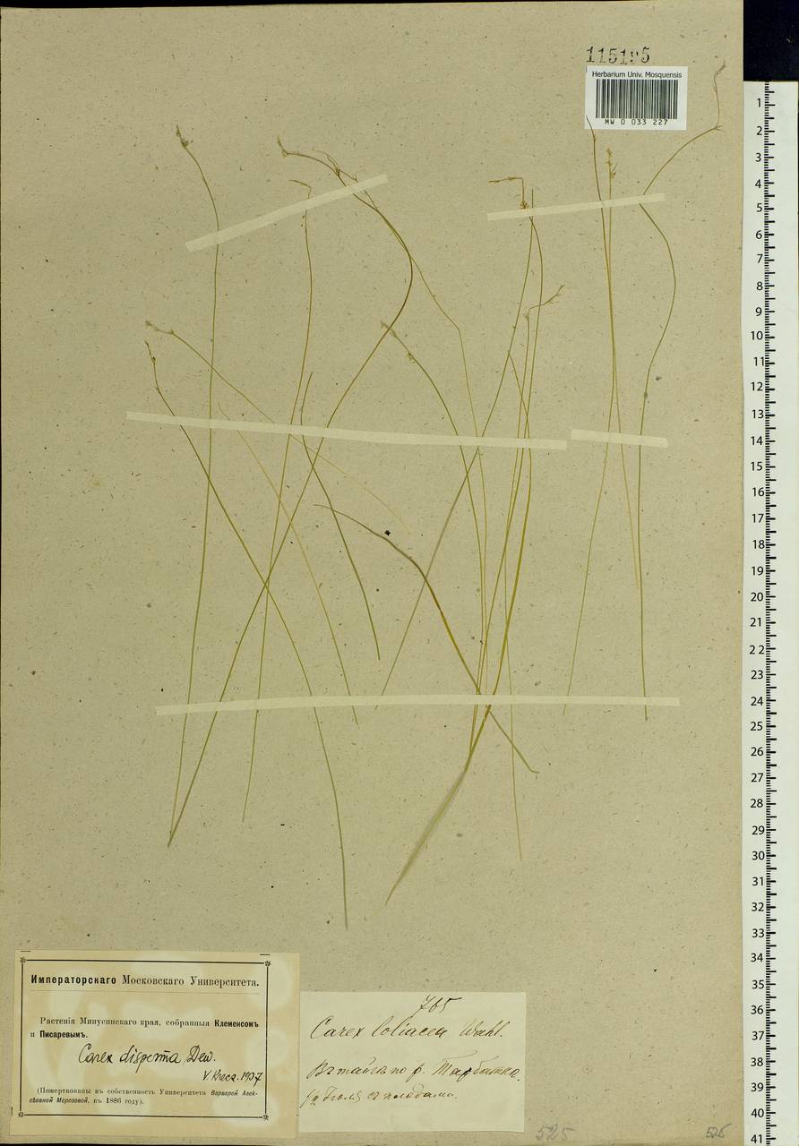 Carex disperma Dewey, Siberia, Altai & Sayany Mountains (S2) (Russia)