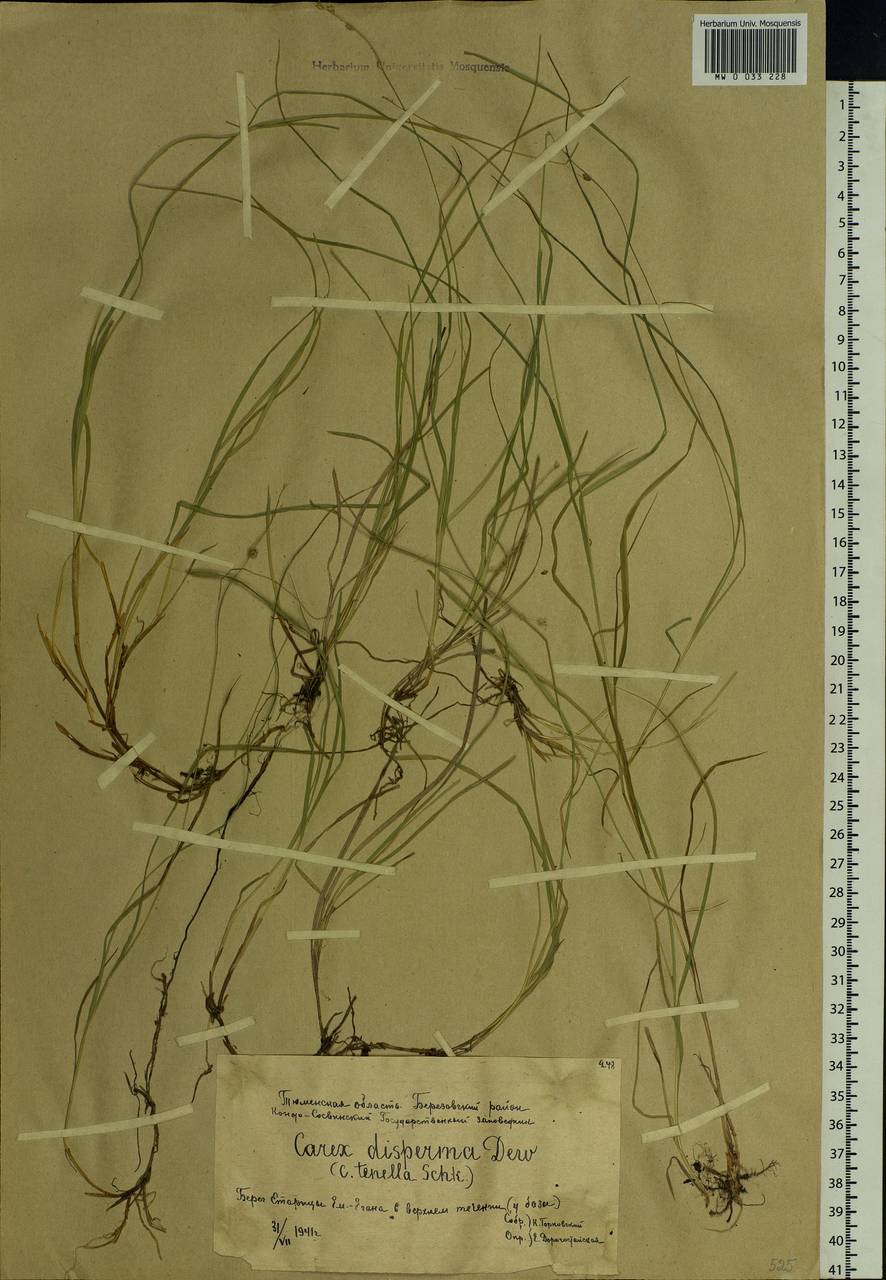 Carex disperma Dewey, Siberia, Western Siberia (S1) (Russia)