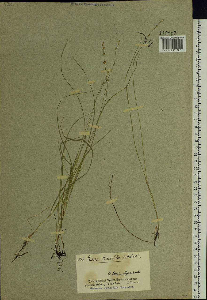 Carex disperma Dewey, Siberia, Western Siberia (S1) (Russia)