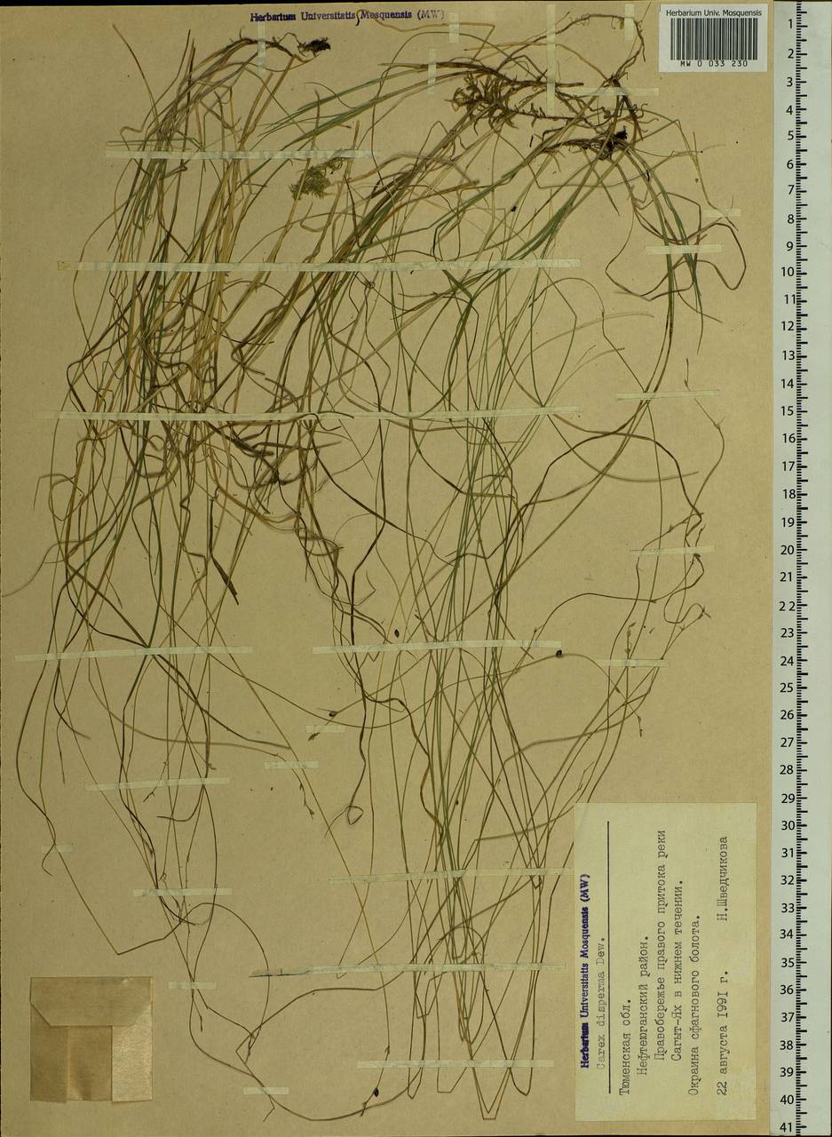 Carex disperma Dewey, Siberia, Western Siberia (S1) (Russia)