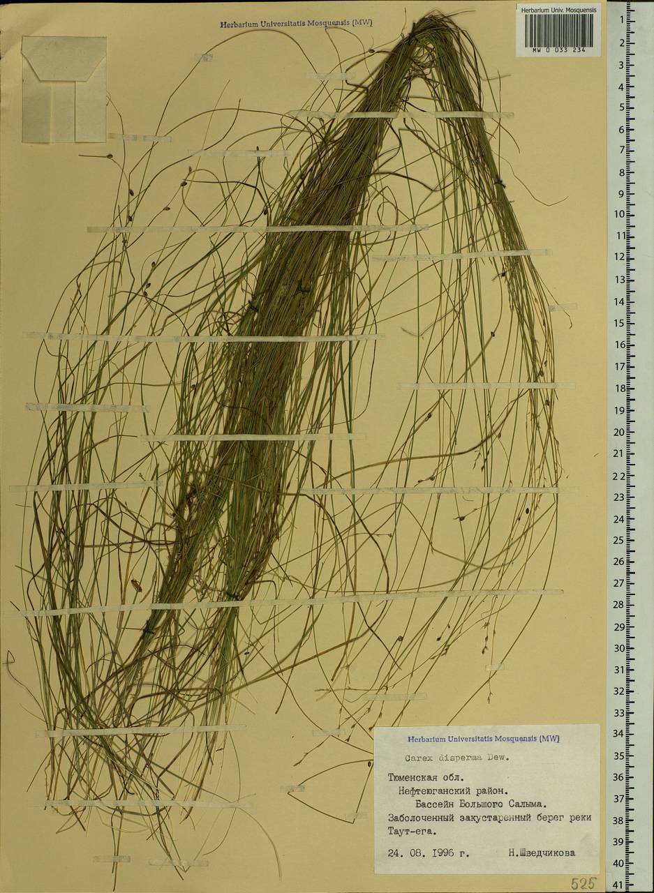 Carex disperma Dewey, Siberia, Western Siberia (S1) (Russia)