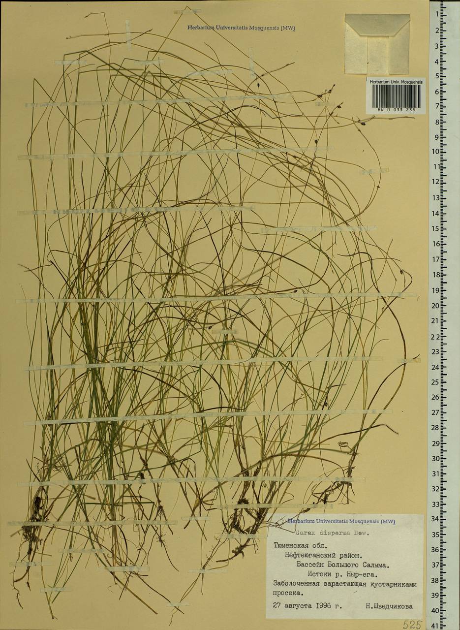 Carex disperma Dewey, Siberia, Western Siberia (S1) (Russia)