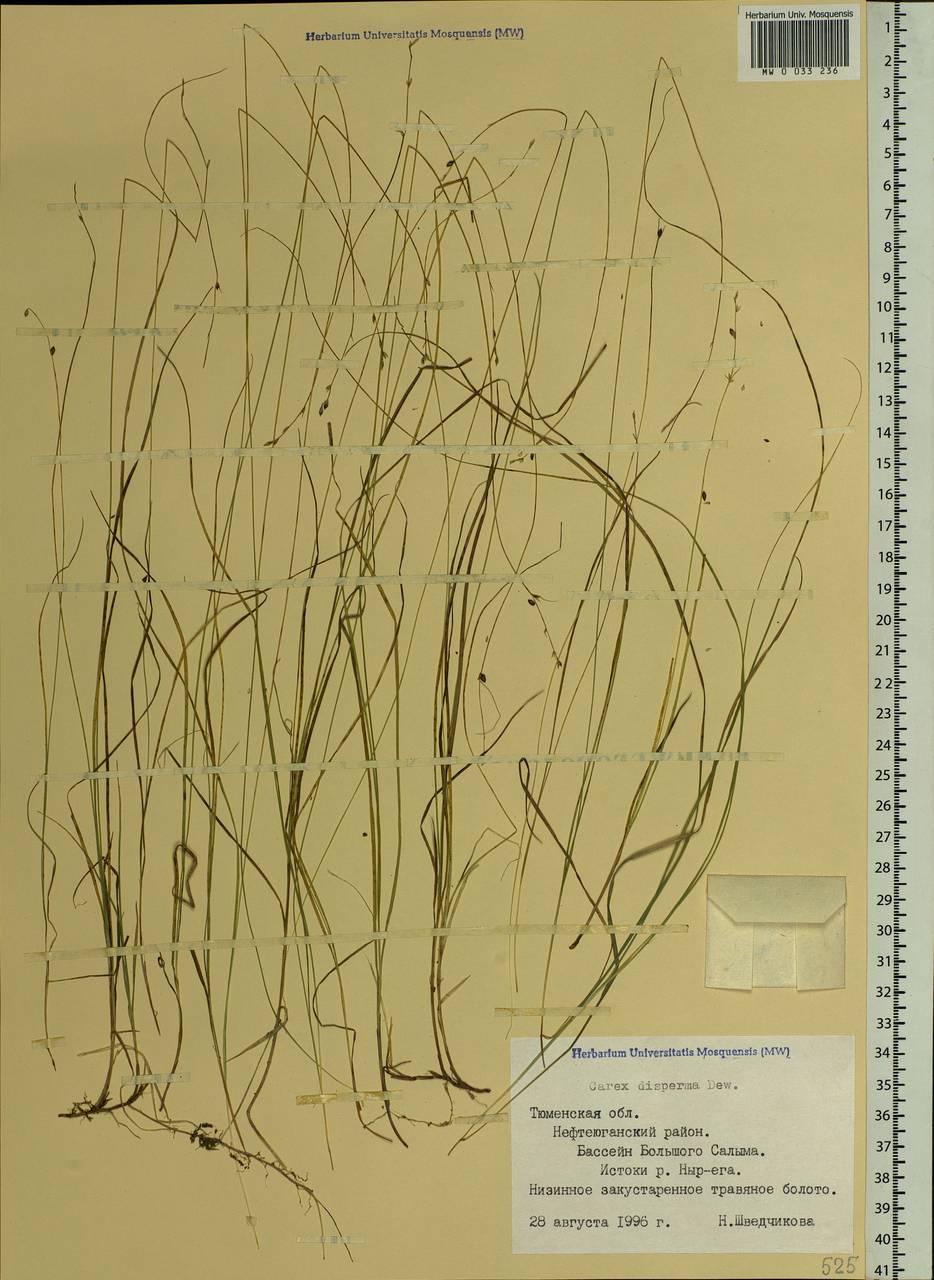Carex disperma Dewey, Siberia, Western Siberia (S1) (Russia)