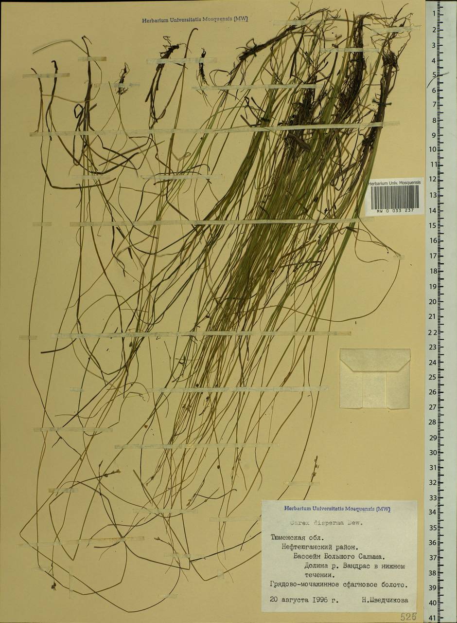 Carex disperma Dewey, Siberia, Western Siberia (S1) (Russia)