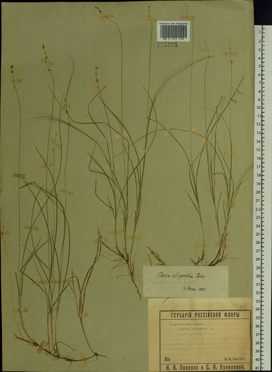 Carex disperma Dewey, Siberia, Western Siberia (S1) (Russia)