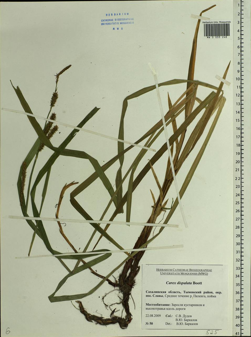 Carex dispalata Boott, Siberia, Russian Far East (S6) (Russia)