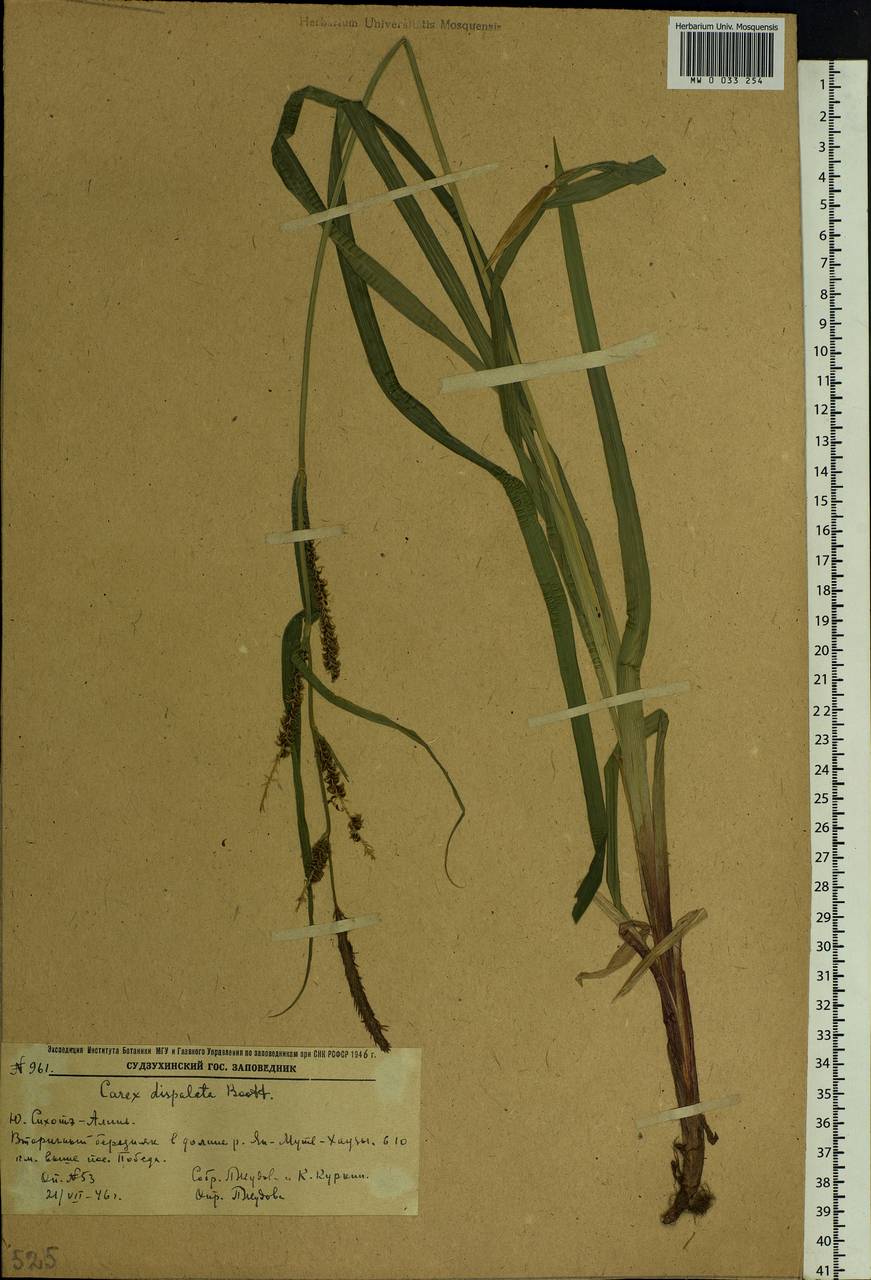 Carex dispalata Boott, Siberia, Russian Far East (S6) (Russia)
