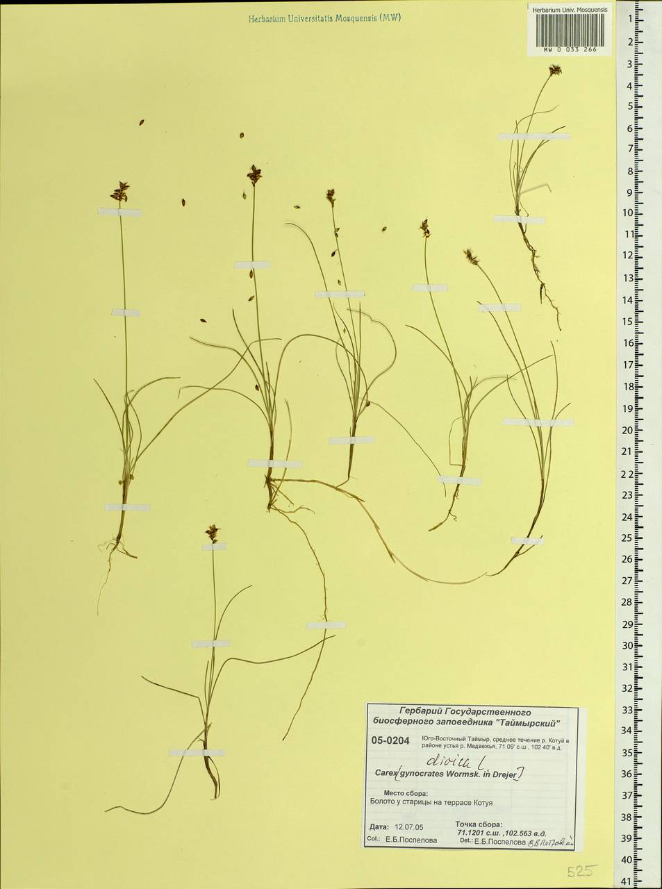Carex dioica L., Siberia, Central Siberia (S3) (Russia)