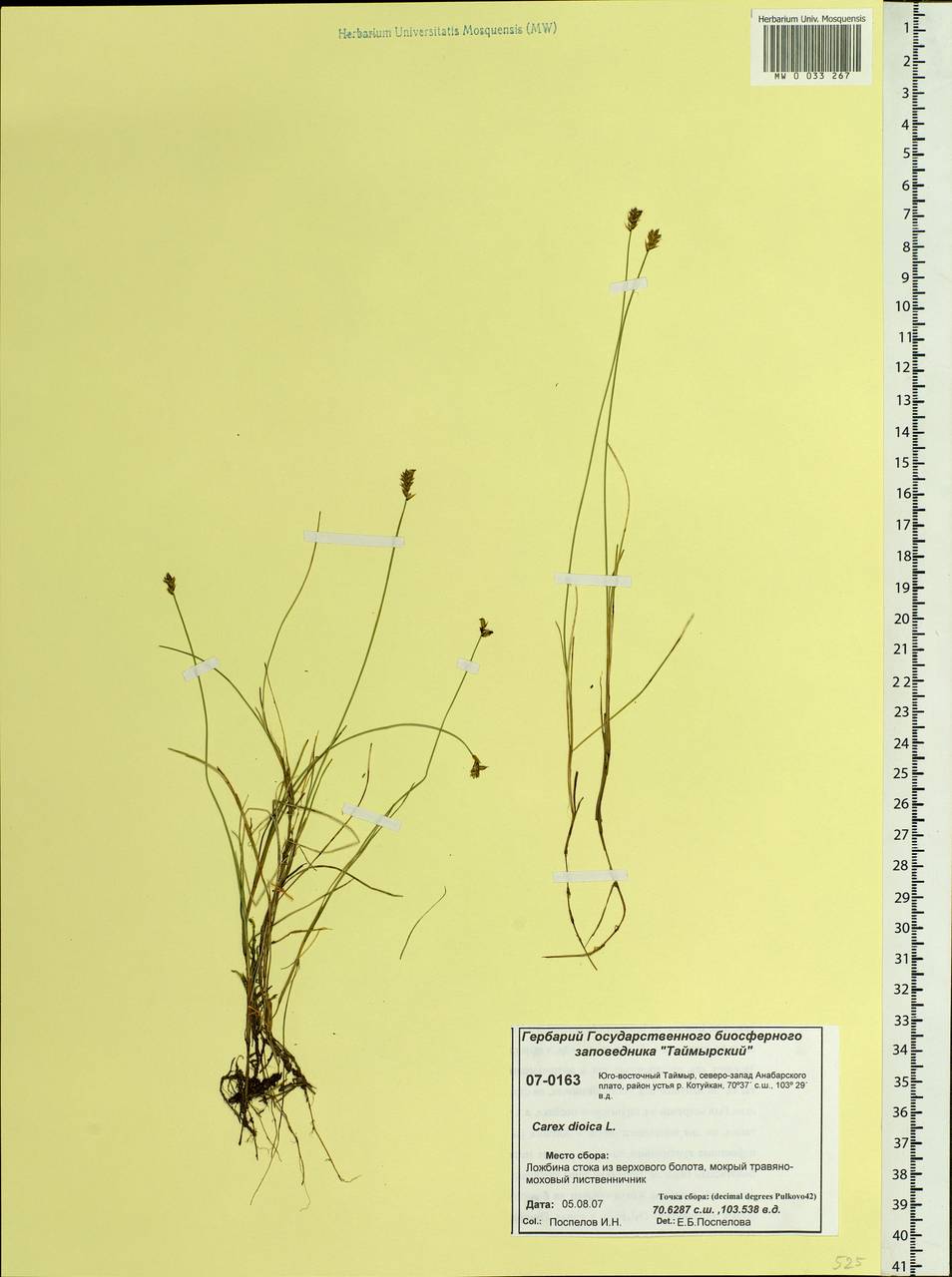 Carex dioica L., Siberia, Central Siberia (S3) (Russia)