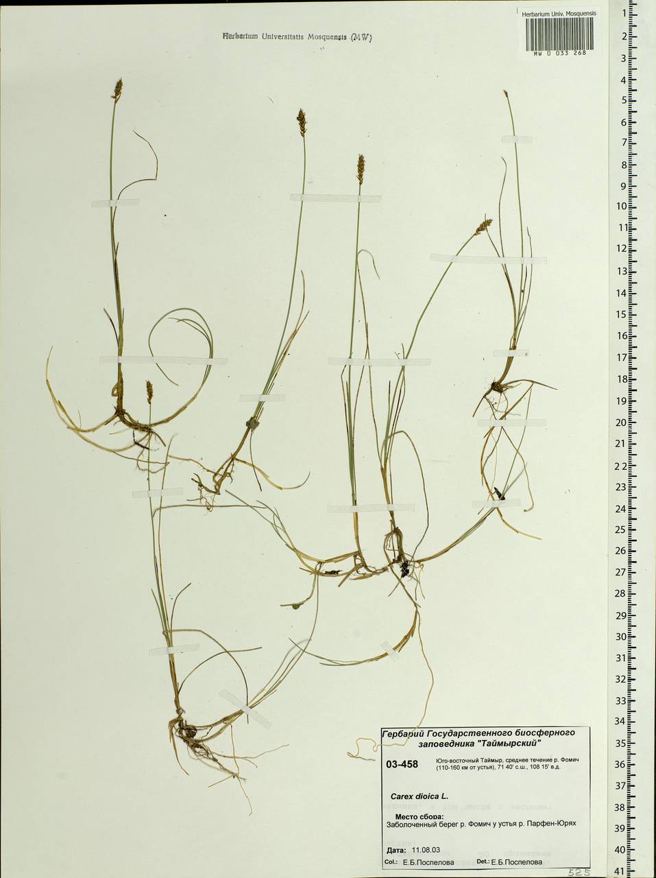 Carex dioica L., Siberia, Central Siberia (S3) (Russia)