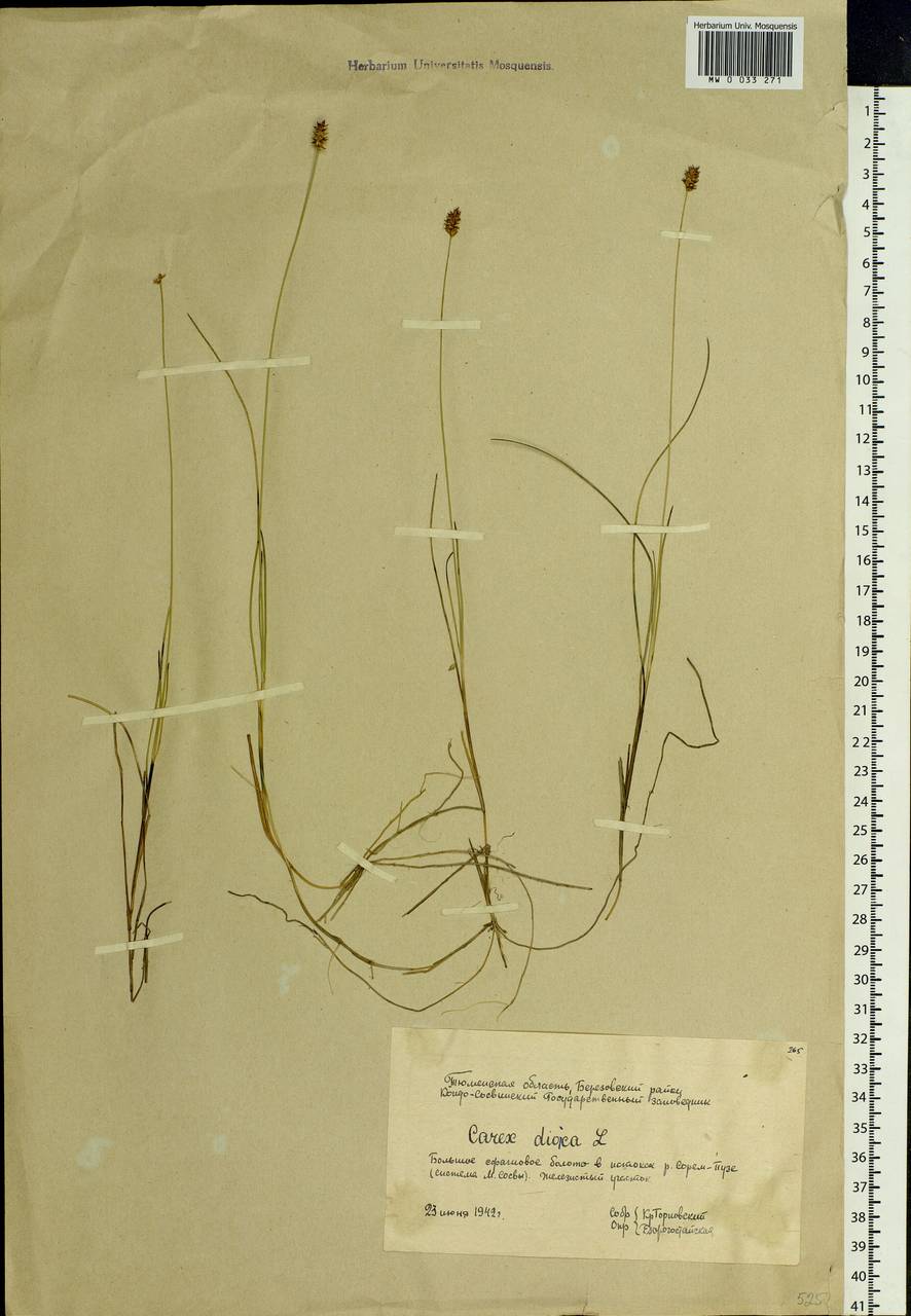 Carex dioica L., Siberia, Western Siberia (S1) (Russia)