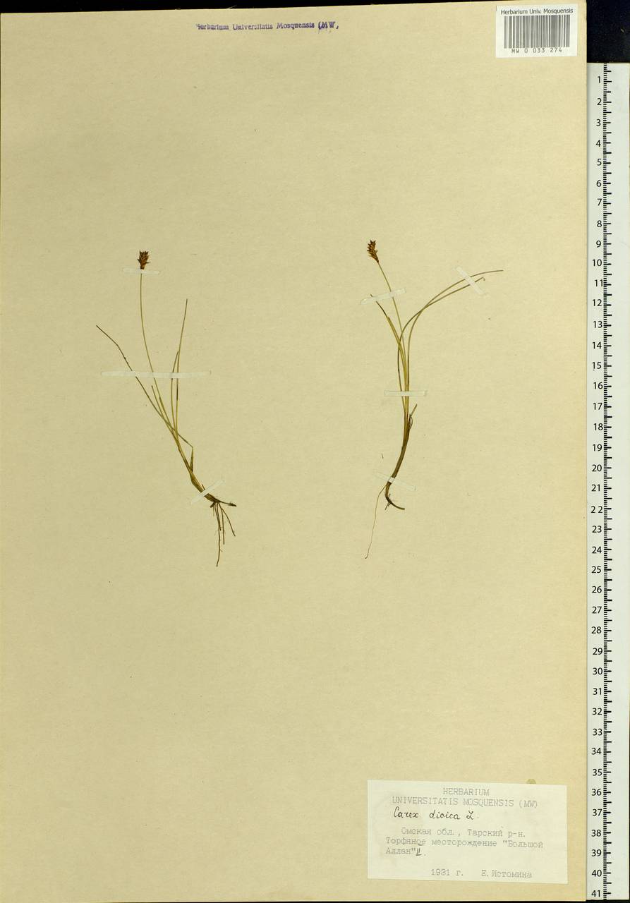 Carex dioica L., Siberia, Western Siberia (S1) (Russia)