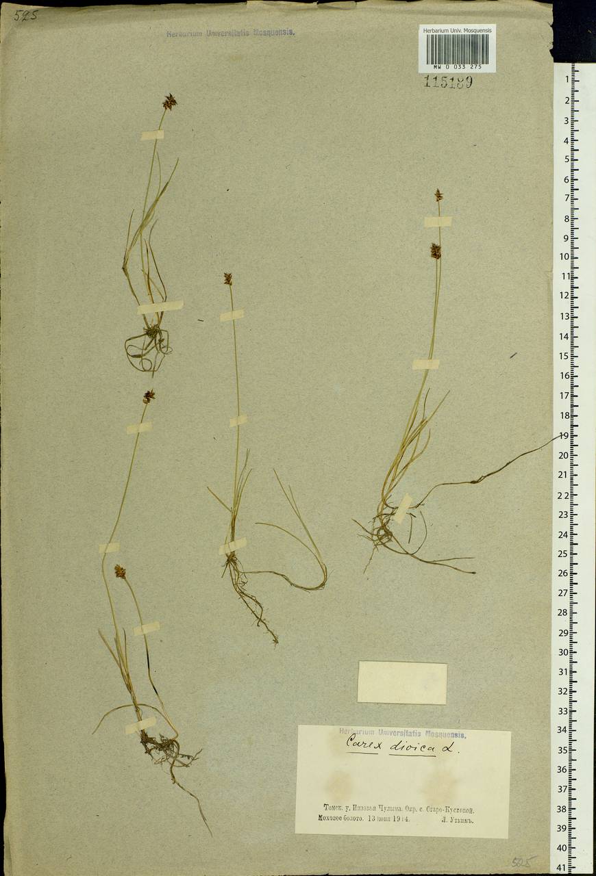 Carex dioica L., Siberia, Western Siberia (S1) (Russia)