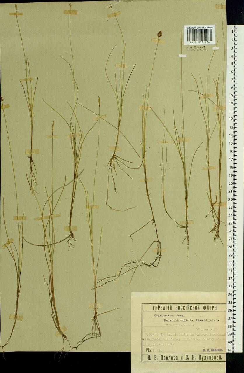 Carex dioica L., Siberia, Western Siberia (S1) (Russia)