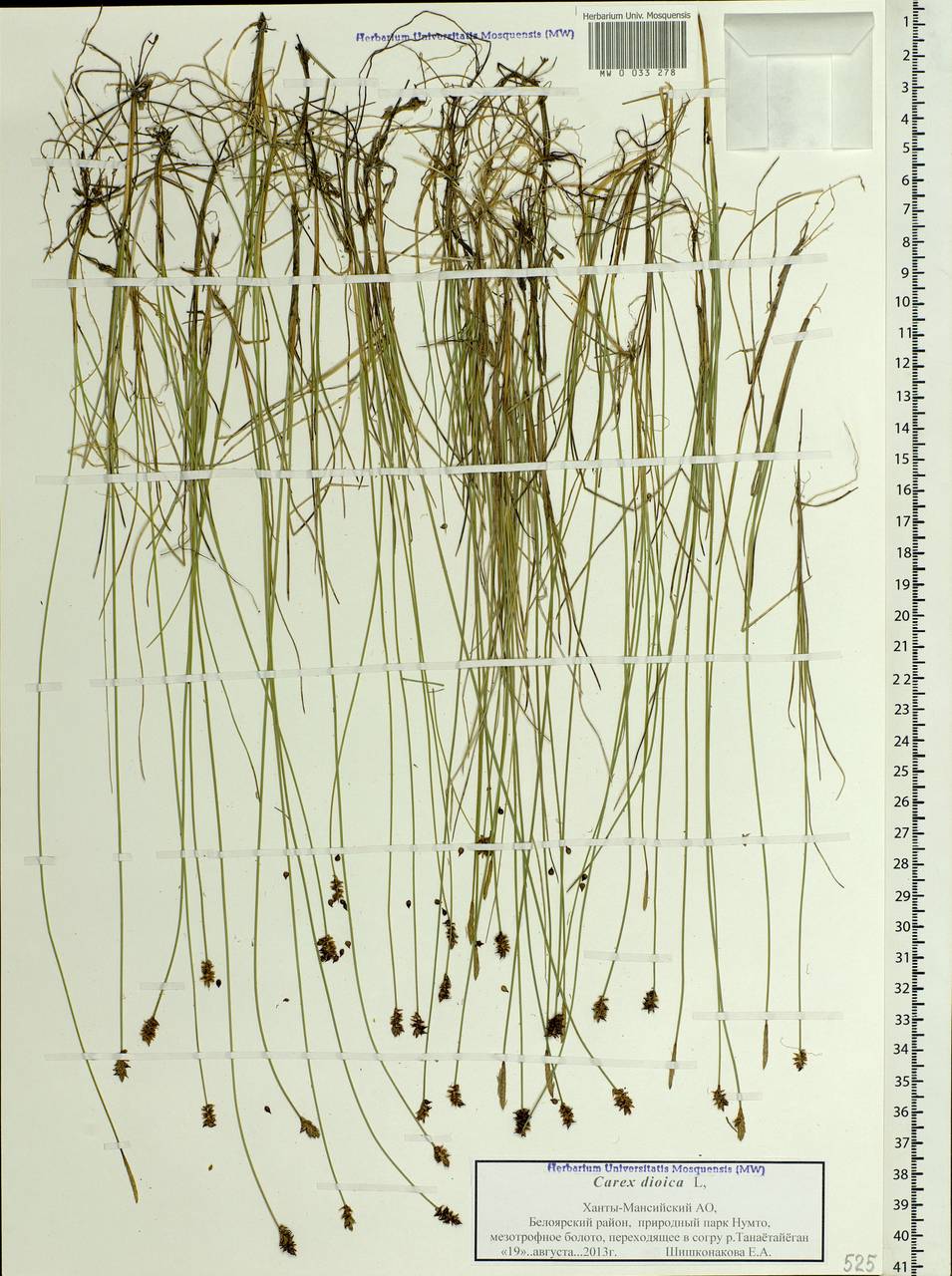 Carex dioica L., Siberia, Western Siberia (S1) (Russia)