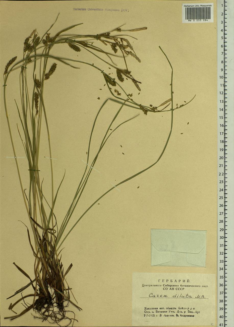 Carex diluta M.Bieb., Siberia, Altai & Sayany Mountains (S2) (Russia)